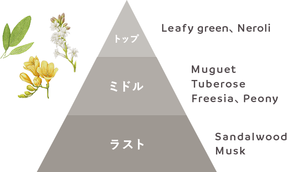 N organic FragranceのAfternoon JasimeのトップがLeafy green, Neroli、ミドルがMuguet, Tuberose Freesia, Peony、ラストがSandalwood, Muskであることを説明している図